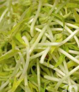 绿豆芽可防止脂肪在皮下形成
