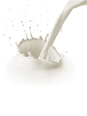 牛奶让你瘦的秘密