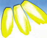 软化白菊苣