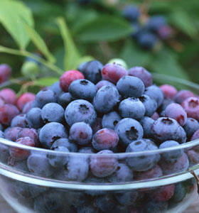 蓝莓是超级减肥水果